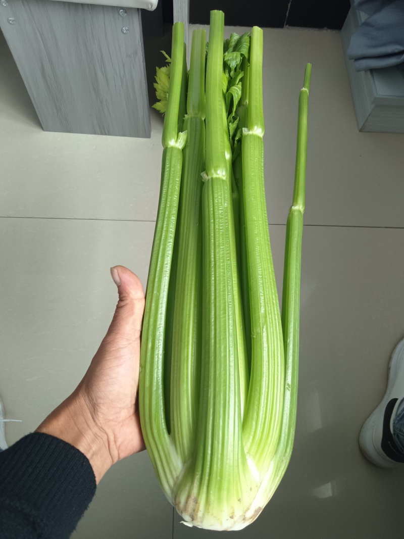 沈阳精品西芹常年大量供应，产地直发，一手货源