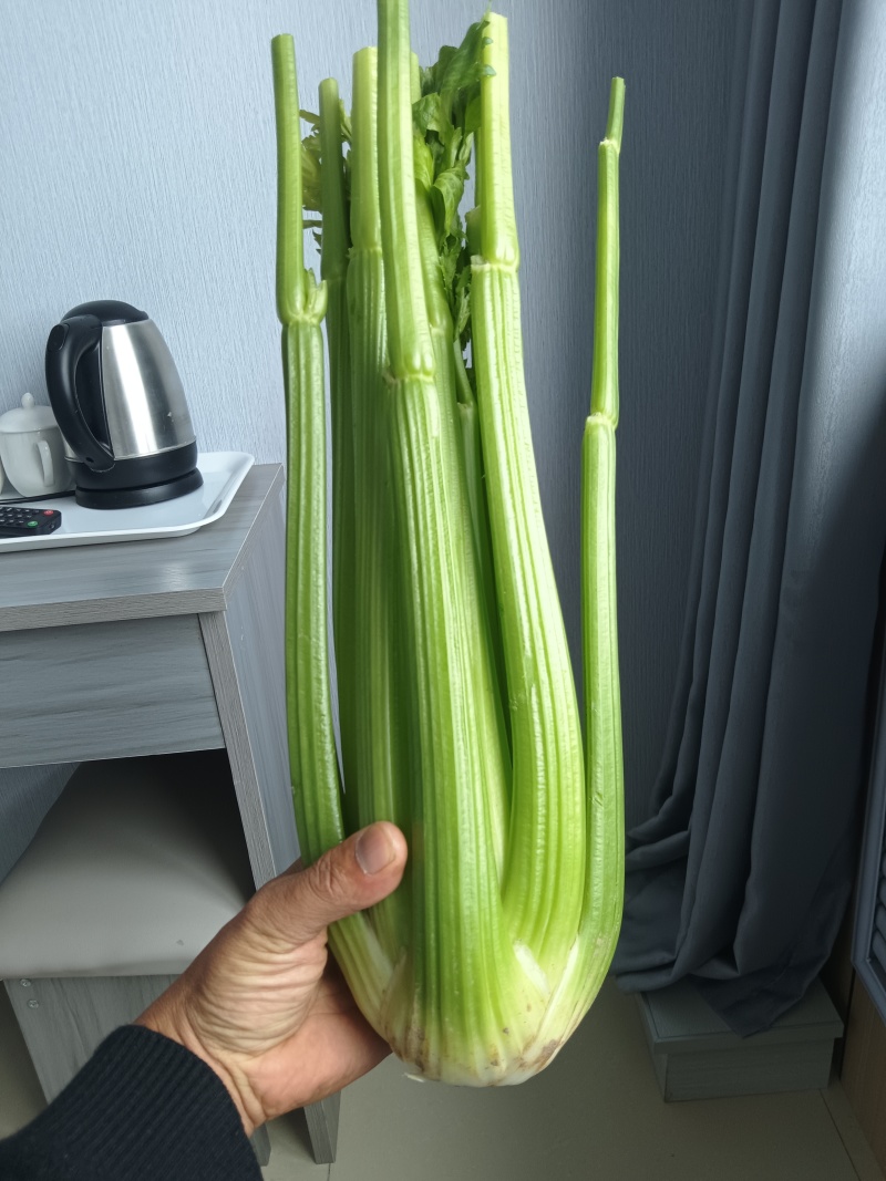 沈阳精品西芹常年大量供应，产地直发，一手货源
