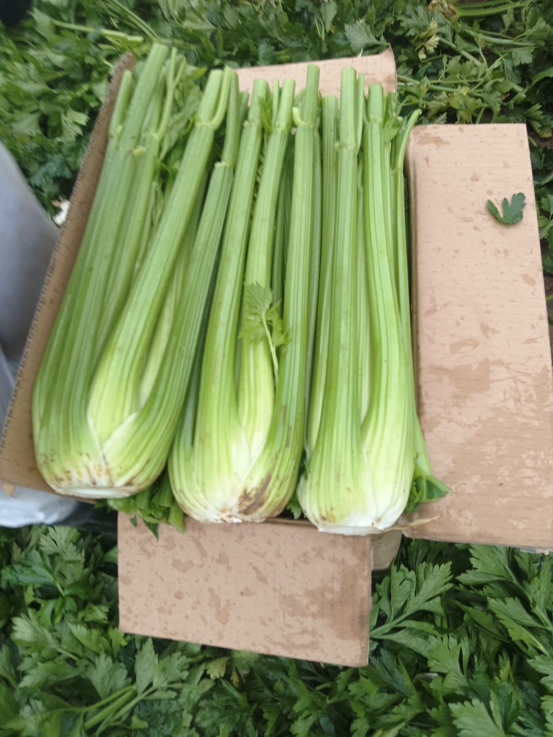 沈阳精品西芹常年大量供应，产地直发，一手货源