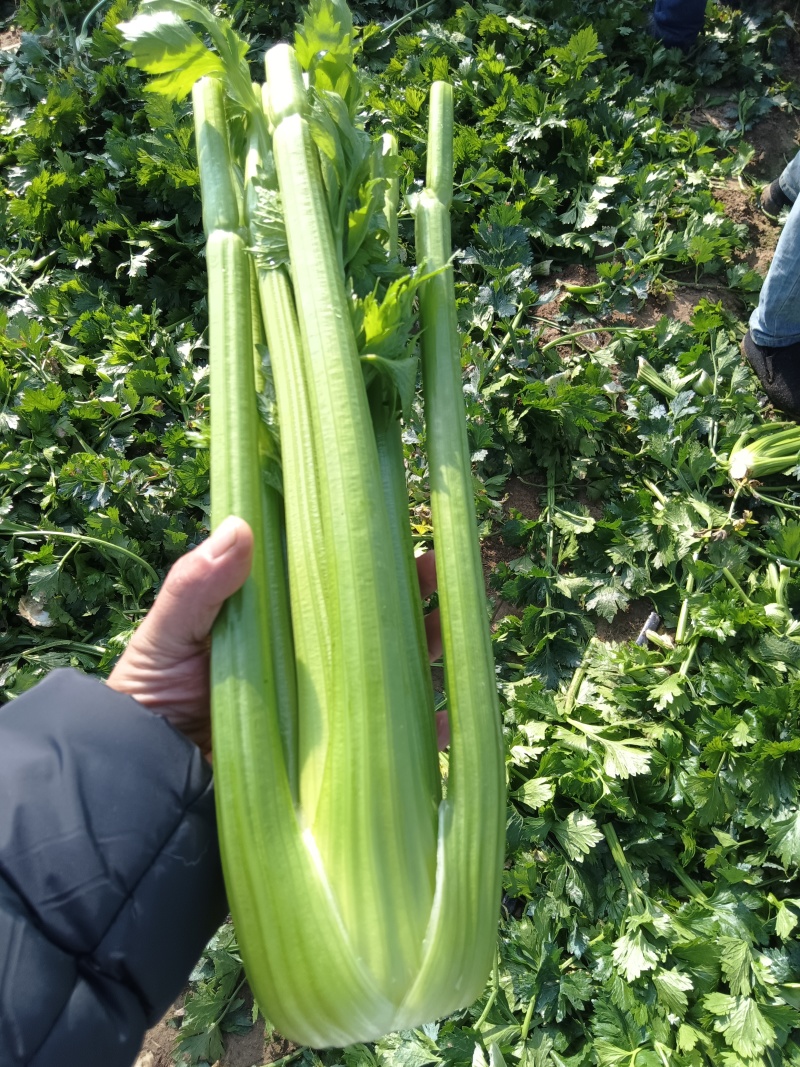 沈阳精品西芹常年大量供应，产地直发，一手货源