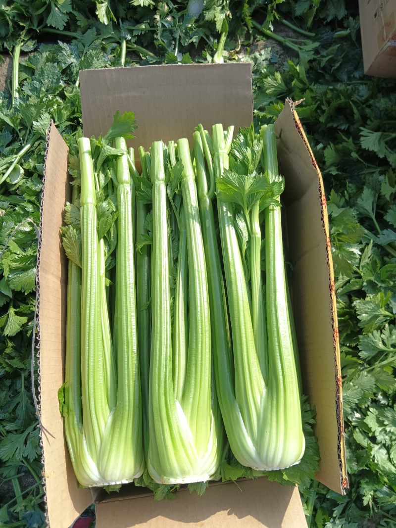 沈阳精品西芹常年大量供应，产地直发，一手货源