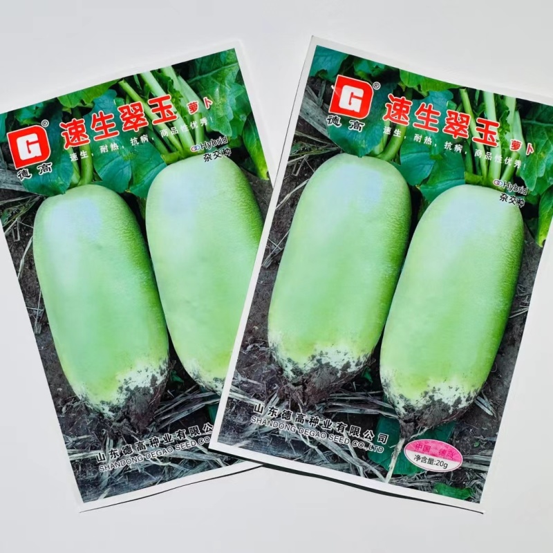 德高速生翠玉萝卜种子抗热耐热抗病青萝卜种子夏
