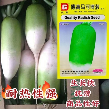 德高马可博萝萝卜种子速生耐热商品性好农家春秋季播精选蔬菜