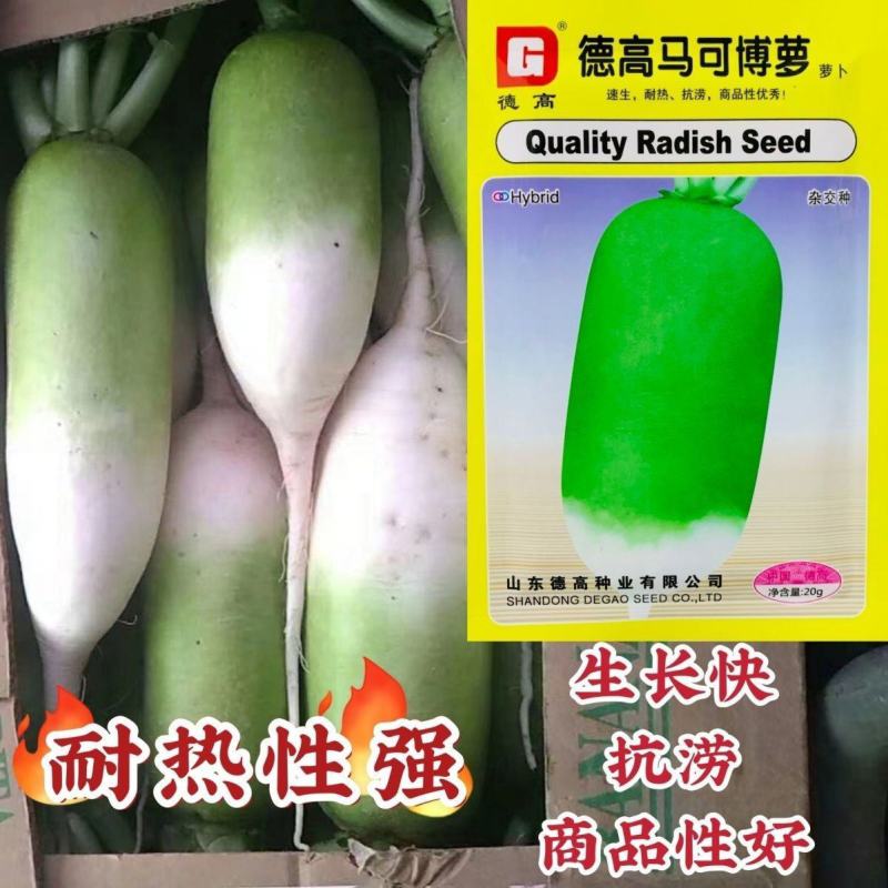 德高马可博萝萝卜种子速生耐热商品性好农家春秋季播精选蔬菜