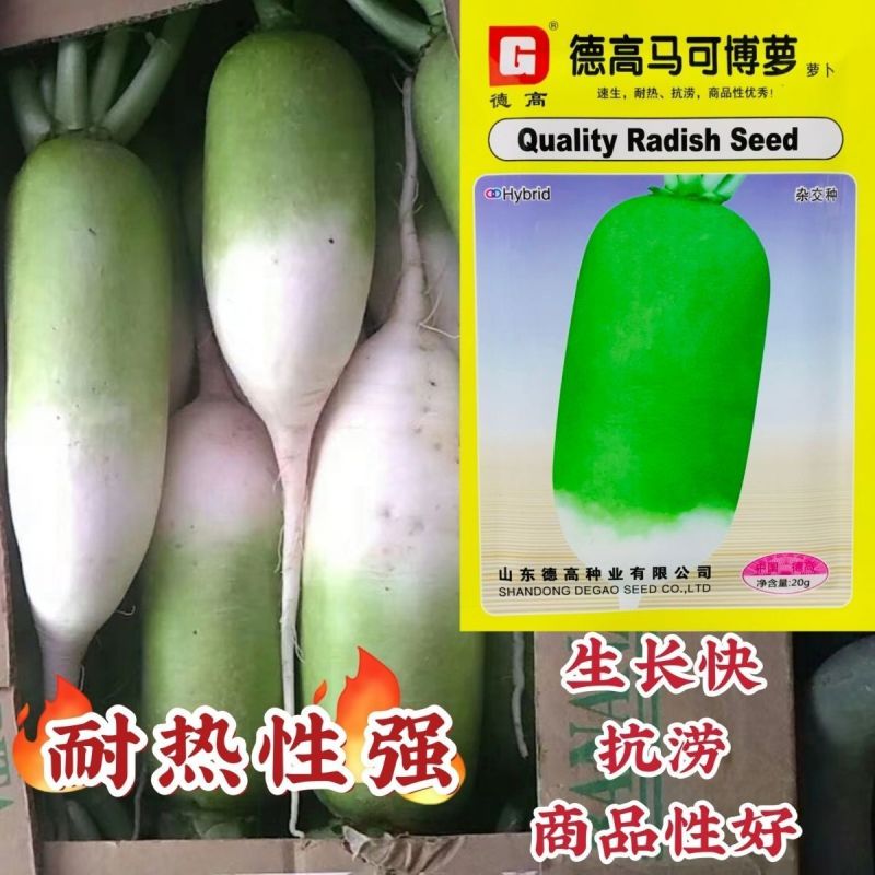 德高马可博萝萝卜种子速生耐热商品性好农家春秋季播精选蔬菜