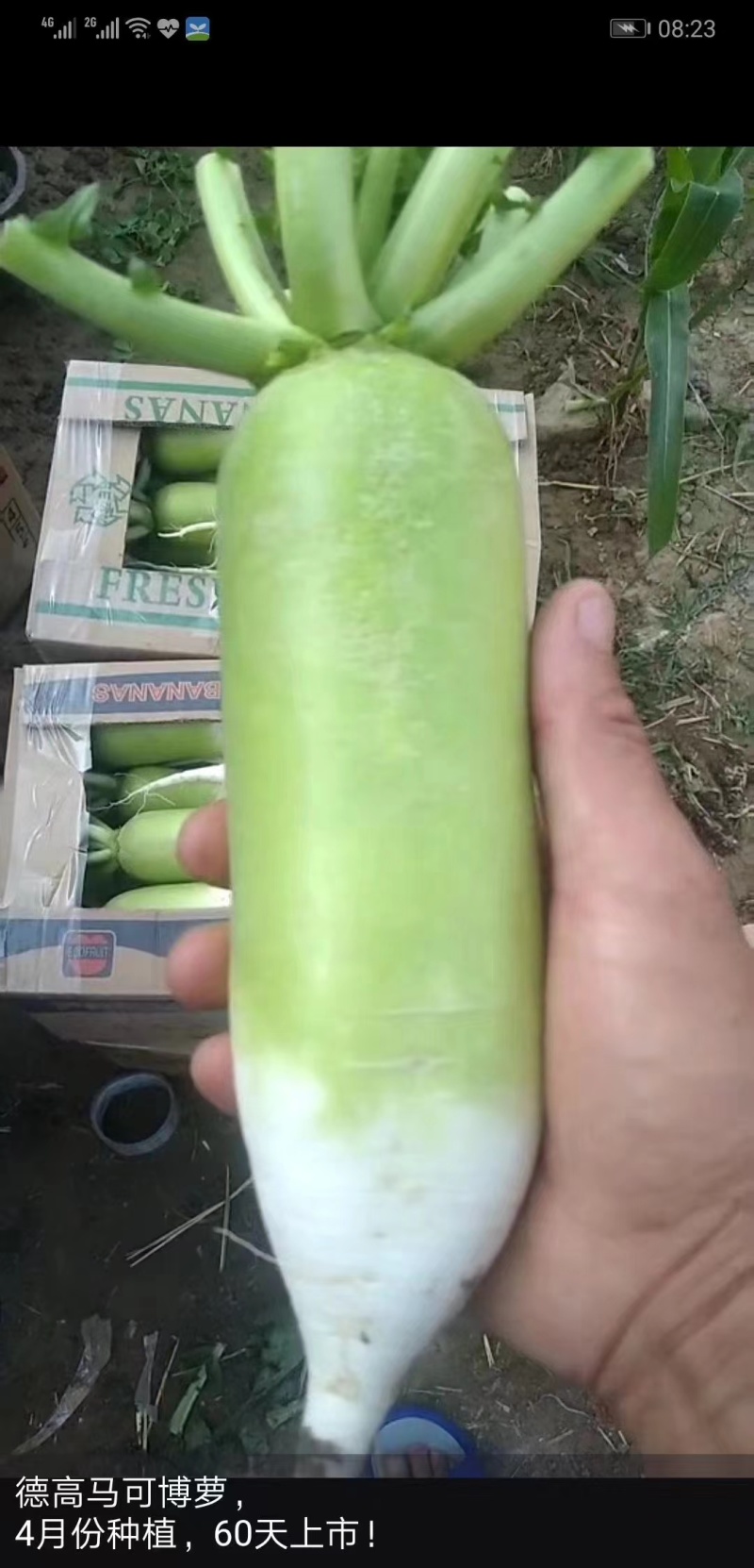 德高马可博萝萝卜种子速生耐热商品性好农家春秋季播精选蔬菜