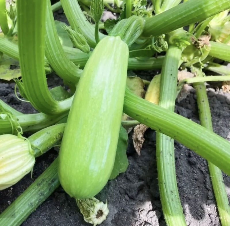 秦闽骄子西葫芦种子种植户农家庭院种植蔬菜种子