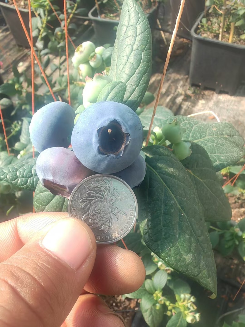 辽宁丹东暖棚蓝莓批量上市，对接各地批发商，商超，社区团购