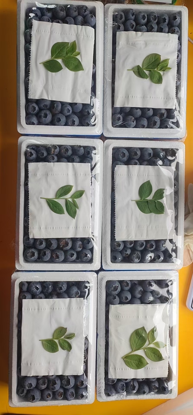 辽宁丹东暖棚蓝莓批量上市，对接各地批发商，商超，社区团购