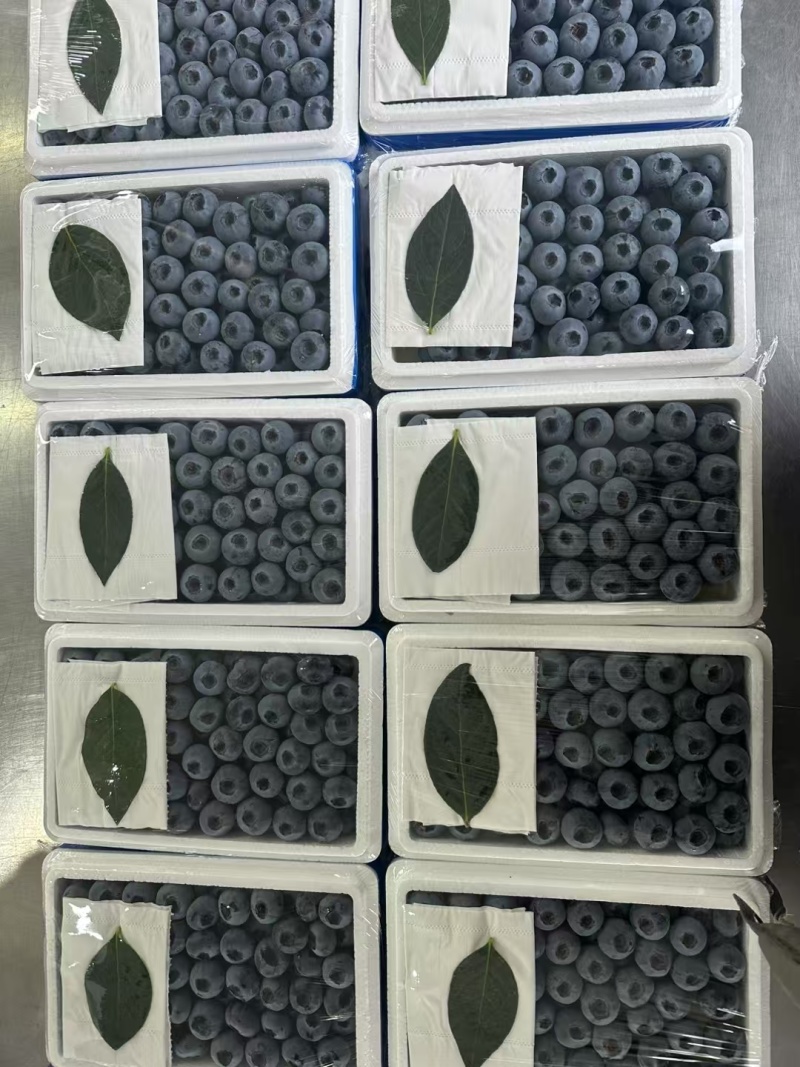辽宁丹东暖棚蓝莓批量上市，对接各地批发商，商超，社区团购