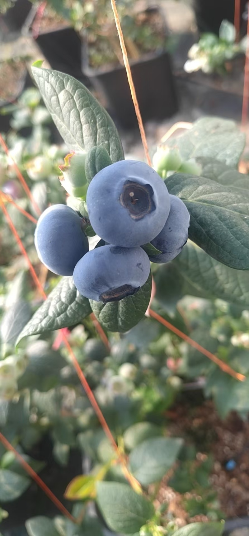 辽宁丹东暖棚蓝莓批量上市，对接各地批发商，商超，社区团购