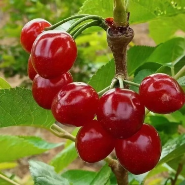 攀枝花黄草樱桃，一件代收代发，
