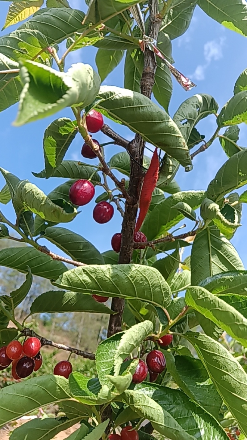 攀枝花黄草樱桃，一件代收代发，