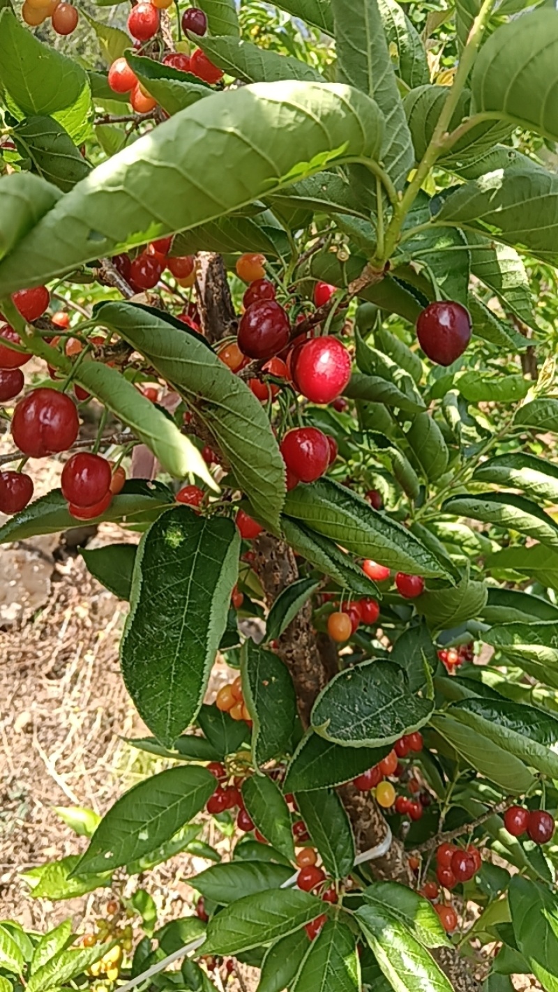 攀枝花黄草樱桃，一件代收代发，