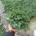 薄荷