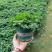 薄荷