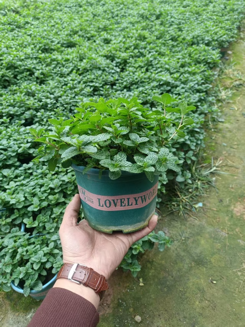 薄荷