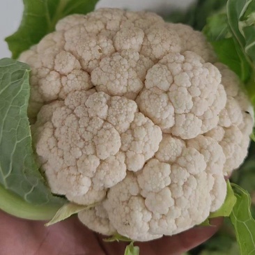 25年汉中白花菜花加工厂花白紧凑，一手货源全国发货