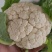 25年汉中白花菜花加工厂花白紧凑，一手货源全国发货