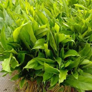 两年草果苗出售