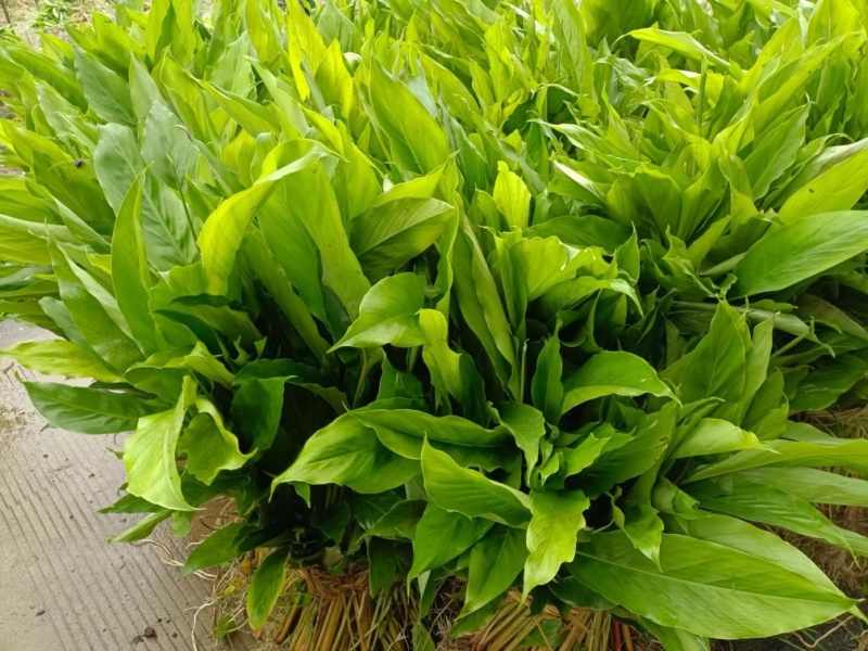 两年草果苗出售