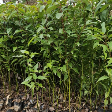 香樟苗基地直发成活率高运输便利