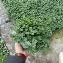 薄荷