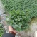 薄荷
