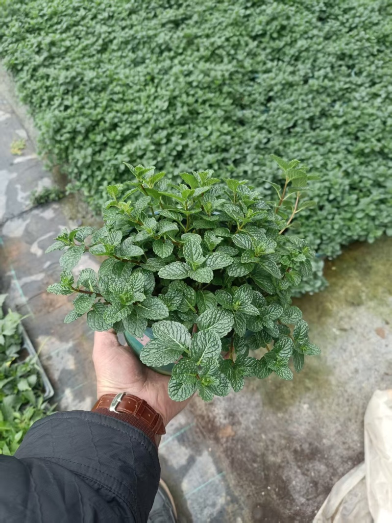 薄荷