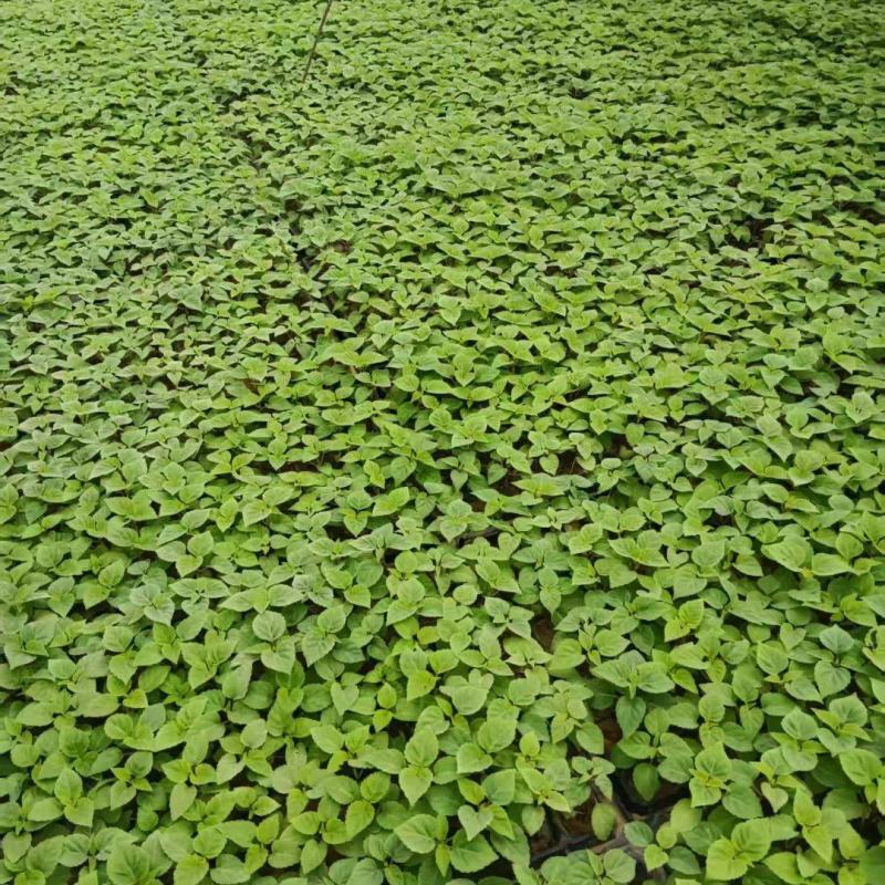 一串红穴盘苗