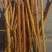 精品一年生杨柴(山珠子)苗,基地自产自销