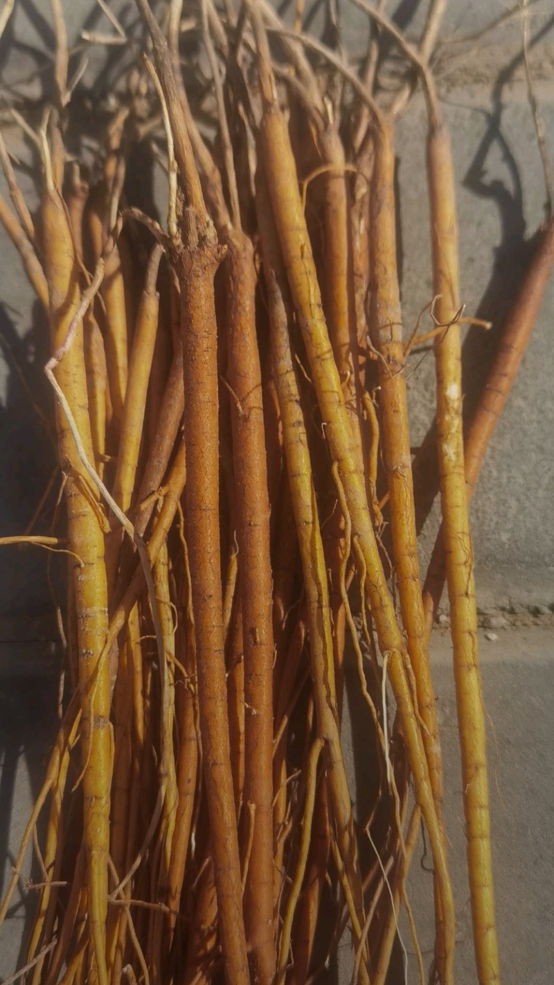 精品一年生杨柴（山珠子）苗，基地自产自销