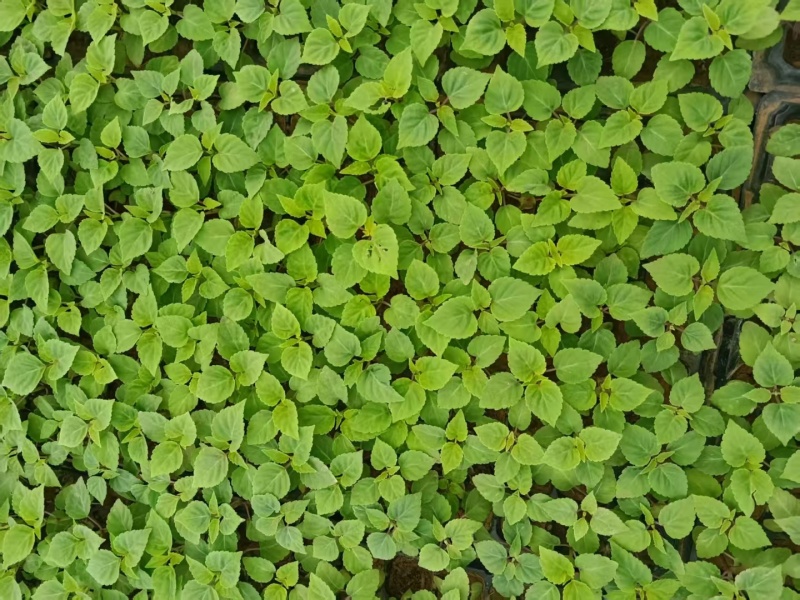 一串红穴盘苗