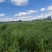 精品一年生杨柴(山珠子)苗,基地自产自销