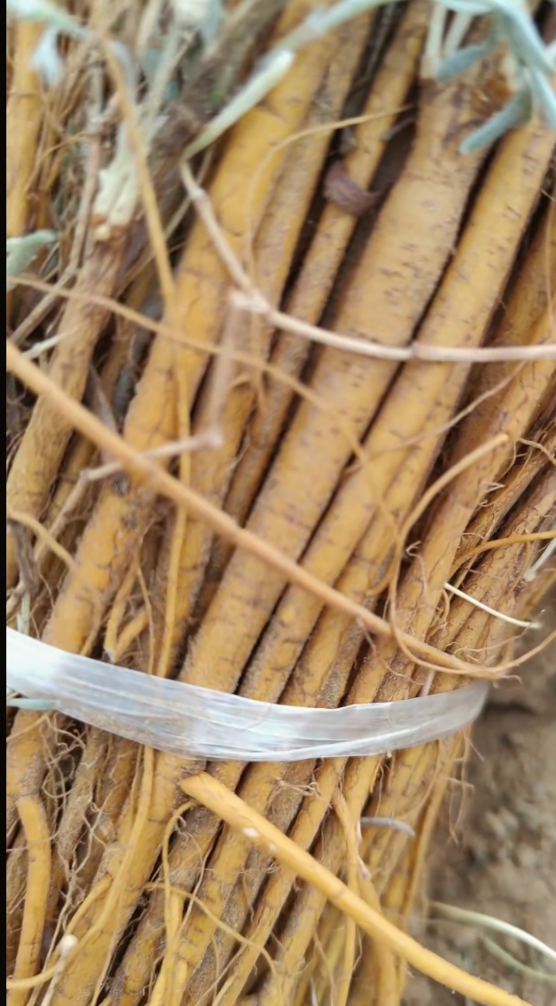 精品一年生杨柴（山珠子）苗，基地自产自销