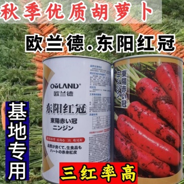 欧兰德东阳红冠胡萝卜种子秋季专用皮肉芯三红胡萝卜种子