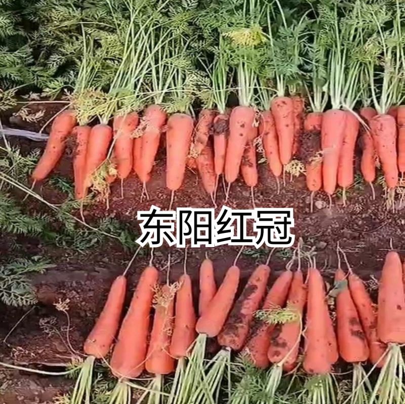 欧兰德东阳红冠胡萝卜种子秋季专用皮肉芯三红胡萝卜种子