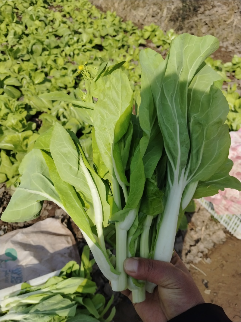 白菜苔毛白菜苔新鲜发货大量上市物美价廉欢迎合作