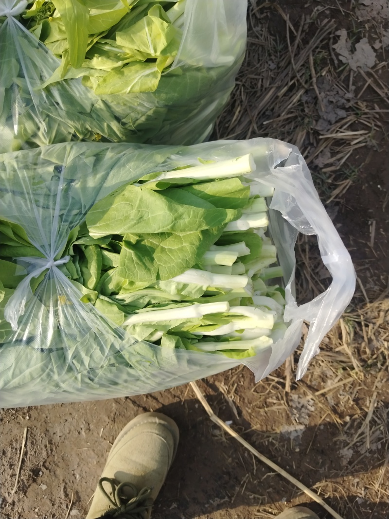 白菜苔毛白菜苔新鲜发货大量上市物美价廉欢迎合作