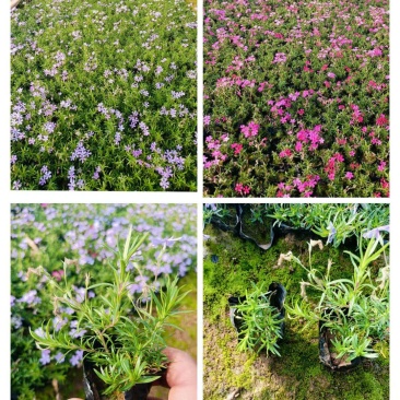 芝樱