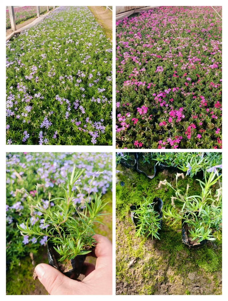 芝樱
