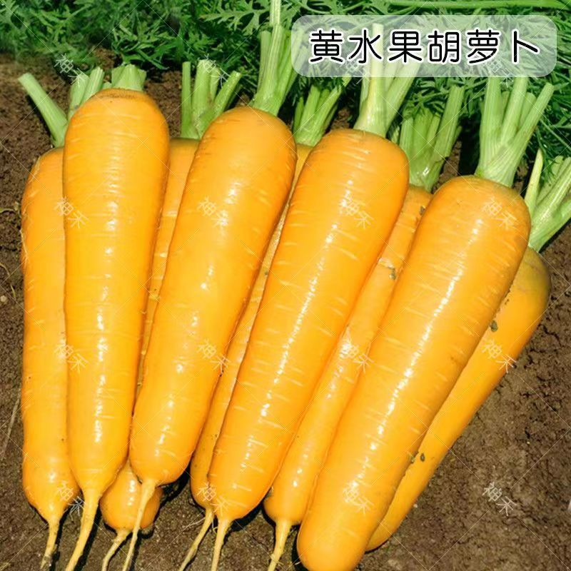 西洋黄参西欧引进精选齐头黄胡萝卜种子黄皮米黄色胡萝卜