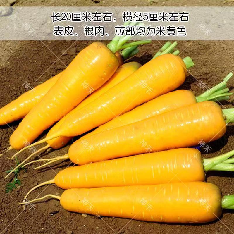 西洋黄参西欧引进精选齐头黄胡萝卜种子黄皮米黄色胡萝卜