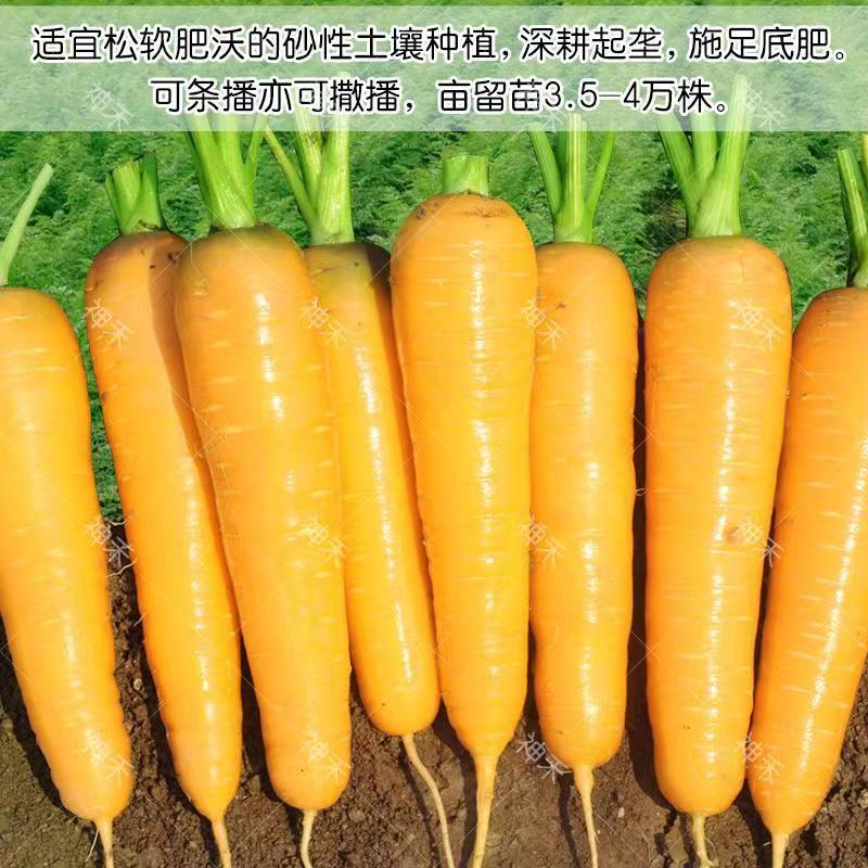 西洋黄参西欧引进精选齐头黄胡萝卜种子黄皮米黄色胡萝卜