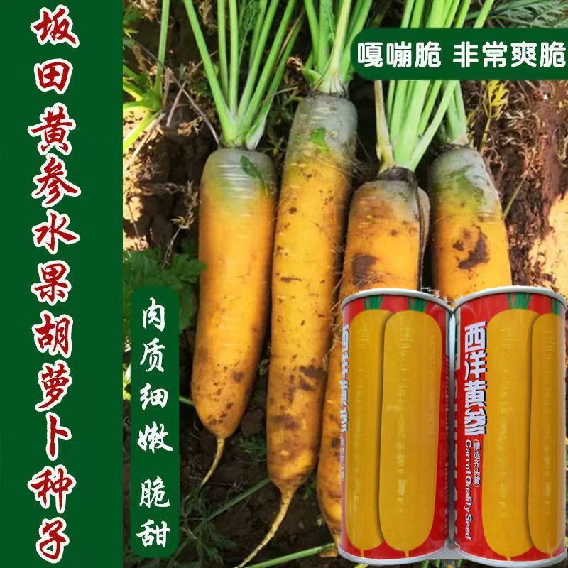 西洋黄参西欧引进精选齐头黄胡萝卜种子黄皮米黄色胡萝卜