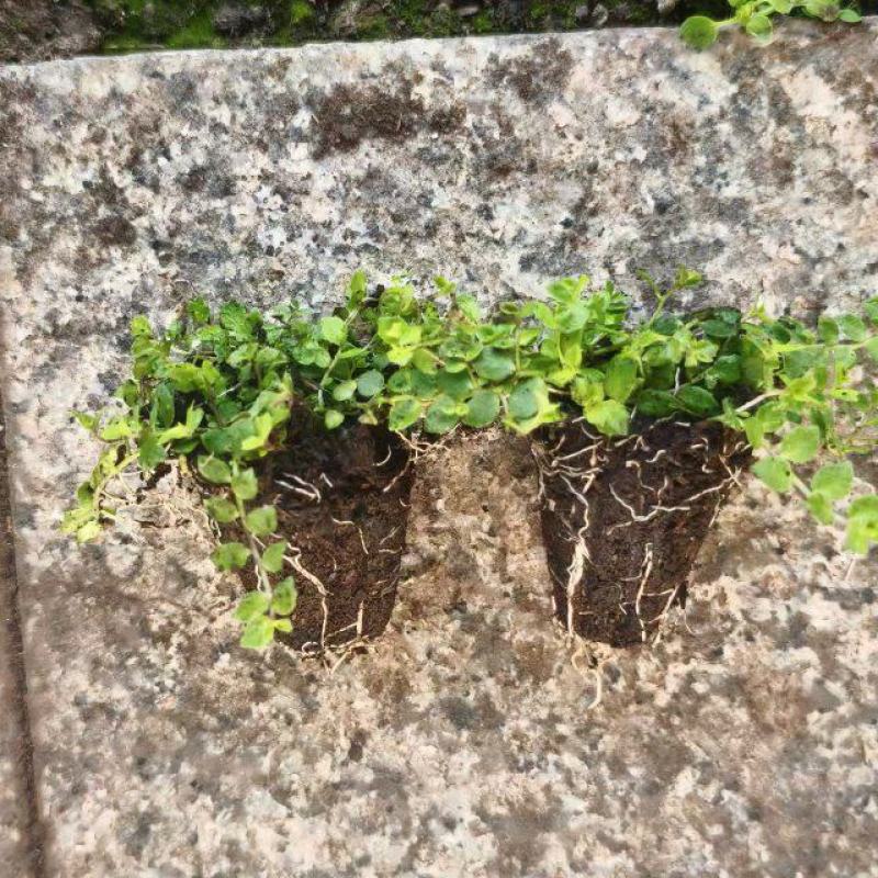 新西兰半边莲