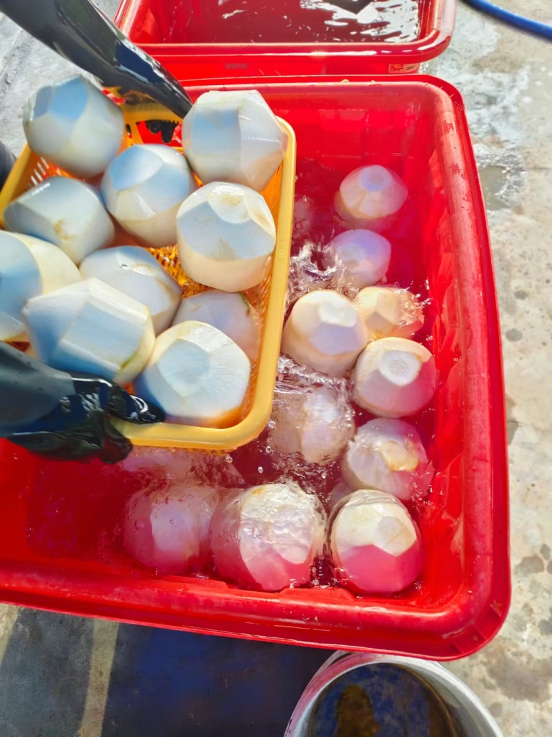 海南去皮椰青