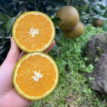 黑美人宗橙已大量上市