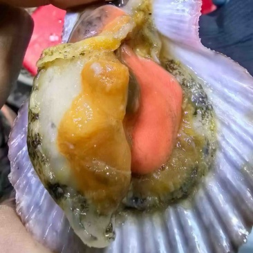 刺贝