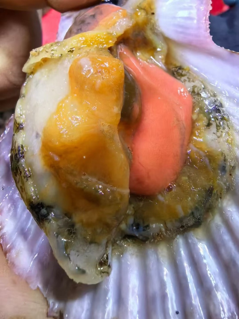 刺贝